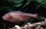Dateiname : Höhlenfisch_1.jpg
Dateigröße : 16KB
Abmessungen : 413x266
hinzugefügt am : 07.Juni 2007 Höhlenfisch_1.jpg