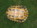 Dateiname : Wappelhorst_6.jpg
Dateigröße : 39KB
Abmessungen : 413x310
hinzugefügt am : 29.Januar 2007 Wappelhorst_6.jpg