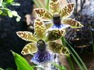 Dateiname : zygopetalum.JPG
Dateigröße : 29KB
Abmessungen : 320x240
hinzugefügt am : 17.Februar 2005 zygopetalum.JPG