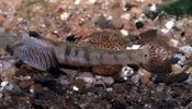 Dateiname : R._duospilus.jpg
Dateigröße : 24KB
Abmessungen : 413x235
hinzugefügt am : 23.Dezember 2005 R._duospilus.jpg