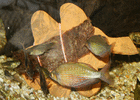 Dateiname : babablatt.gif
Dateigröße : 94KB
Abmessungen : 403x287
hinzugefügt am : 08.November 2004 babablatt.gif