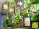 Dateiname : blossom_hydrocotyle_b.jpg
Dateigröße : 84KB
Abmessungen : 726x546
hinzugefügt am : 17.Juni 2005 blossom_hydrocotyle_b.jpg