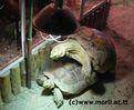 Dateiname : Tropicarium3.jpg
Dateigröße : 24KB
Abmessungen : 400x328
hinzugefügt am : 28.März 2005 Tropicarium3.jpg