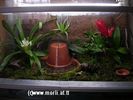 schauterrarium1.jpg