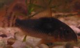 Unbekannter Cory.JPG