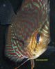 Brillant Discus100.jpg