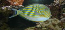 20050105_Lineatus_k.jpg