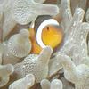 Dateiname : Blasenanemon_Fische_AVATAR_2.jpg
Dateigröße : 47KB
Abmessungen : 160x160
hinzugefügt am : 10.Mai 2005 Blasenanemon_Fische_AVATAR_2.jpg