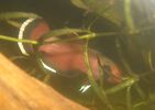 channoides02.JPG