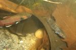 channoides04.JPG
