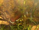 channoides05.JPG
